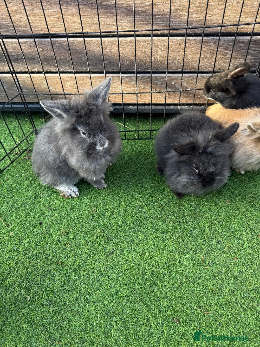 Mixed Breed rabbits for sale: Baby rabbits ready now  - Advert 10