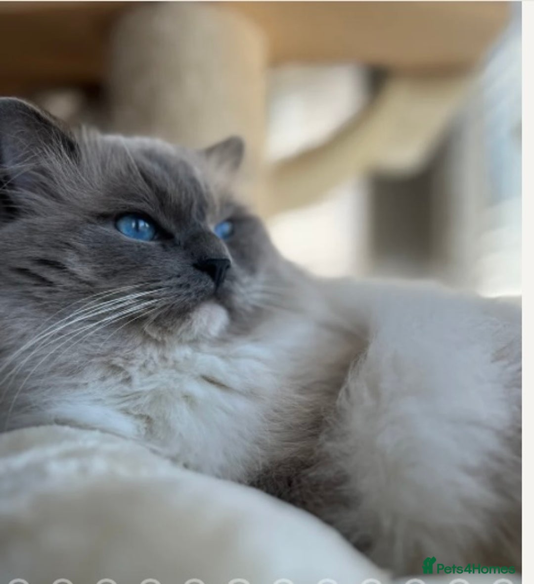 Ragdoll cats for sale: 🎀Beautiful Ragdoll kittens (Tica reg)🎀 - Advert 6