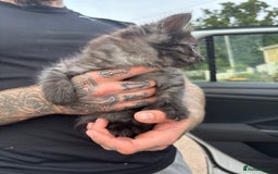 Maine Coon cats for sale: Ready tomorrow mixed breed kitten - Image 2