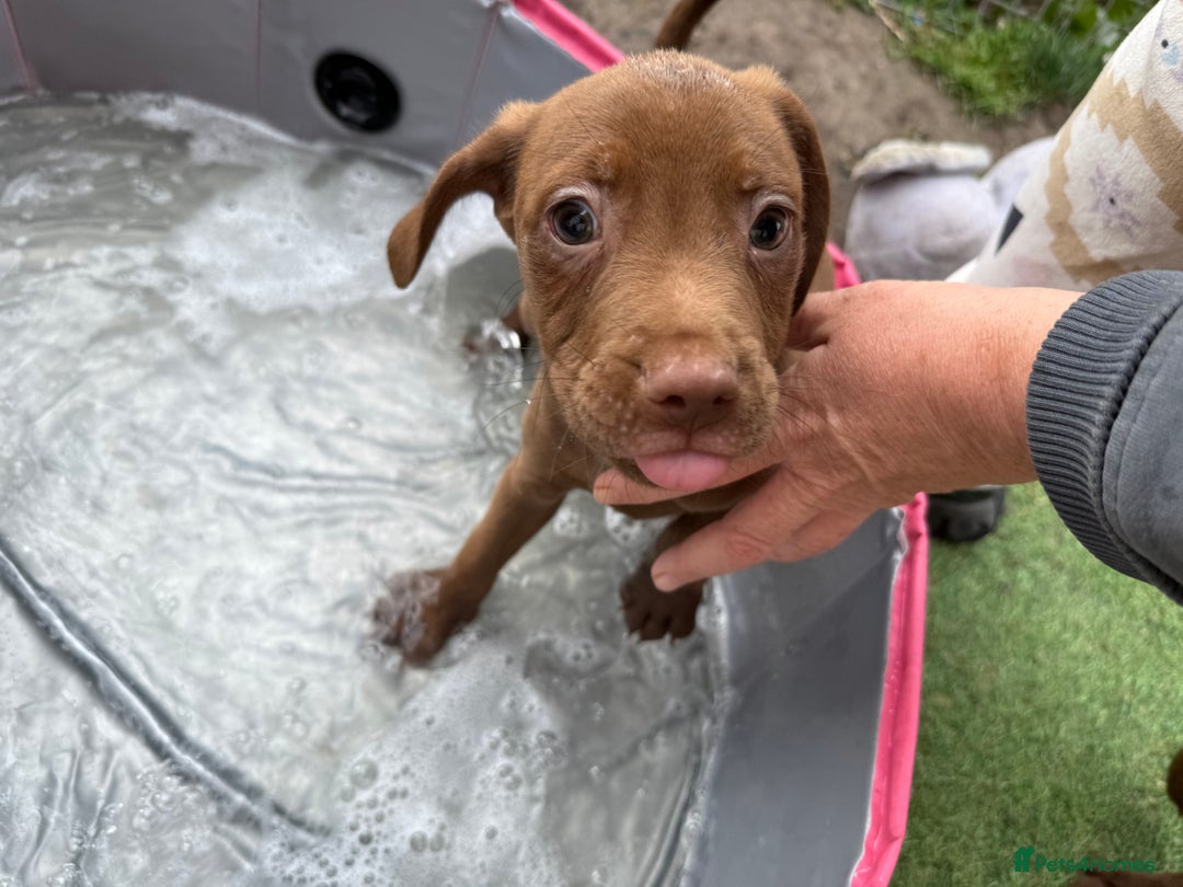 Mixed Breed dogs for sale: Mixed breed  - Image 1