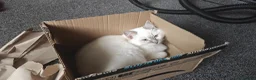 Ragdoll cats for sale: 5 Month Ragdoll Lilac Lynx in Stockport - Advert 6