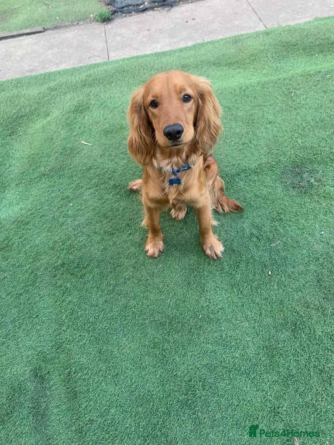Cocker Spaniel dogs for sale: boy cocker spaniel - Image 1
