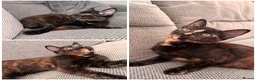 Domestic Shorthair cats for sale: Tortoiseshell girl kitten - Advert 1