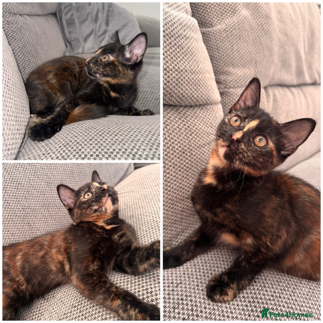Domestic Shorthair cats for sale: Tortoiseshell girl kitten - Advert 1