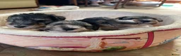 Fox Terrier dogs for sale: 4 stunning fox terrier puppies for sale  - Advert 18