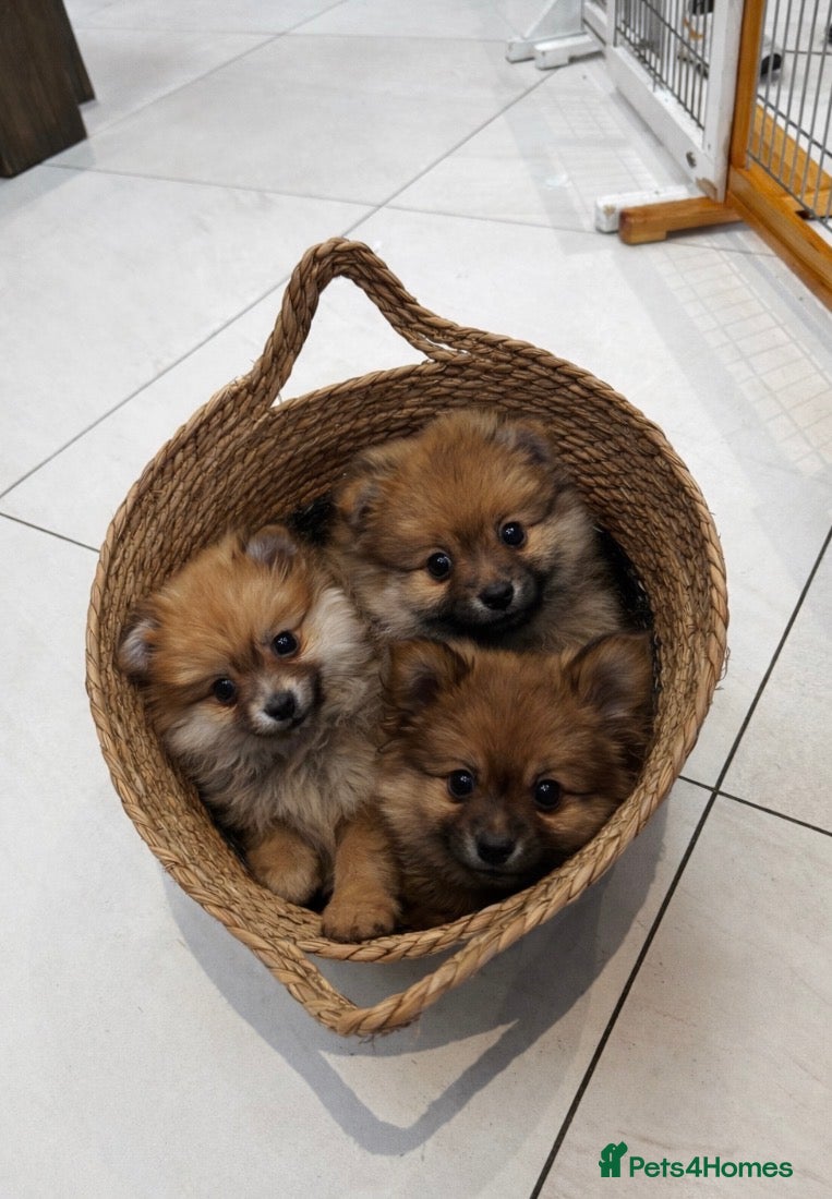 Pomeranian dogs Pomeranian puppies - Advert 1