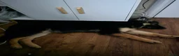 German Shepherd dogs for sale: german shepherd  - Advert 2