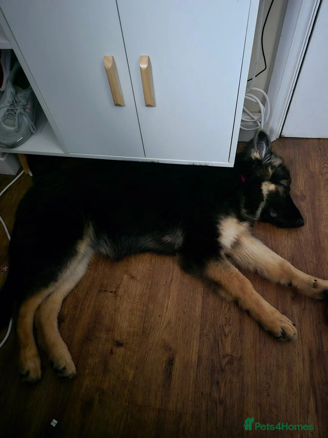 German Shepherd dogs for sale: german shepherd  - Advert 2
