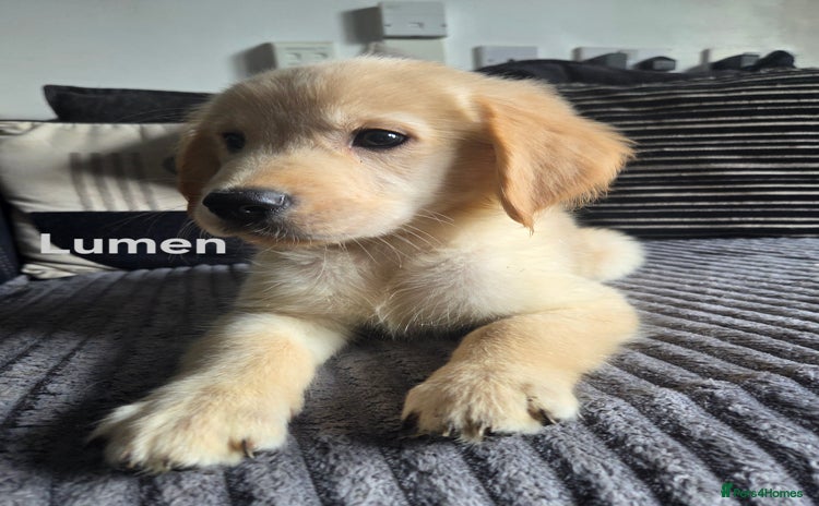 Goldador dogs - Advert 2
