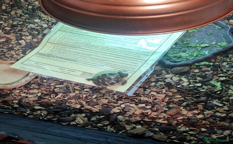Hermann Tortoise reptiles - Advert 3