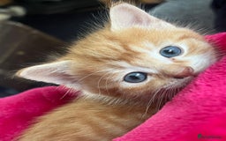 Mixed Breed cats for sale: Affectionate playful kittens - Image 5