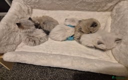 Ragdoll cats for sale: Beautiful ragdoll kittens  - Image 12