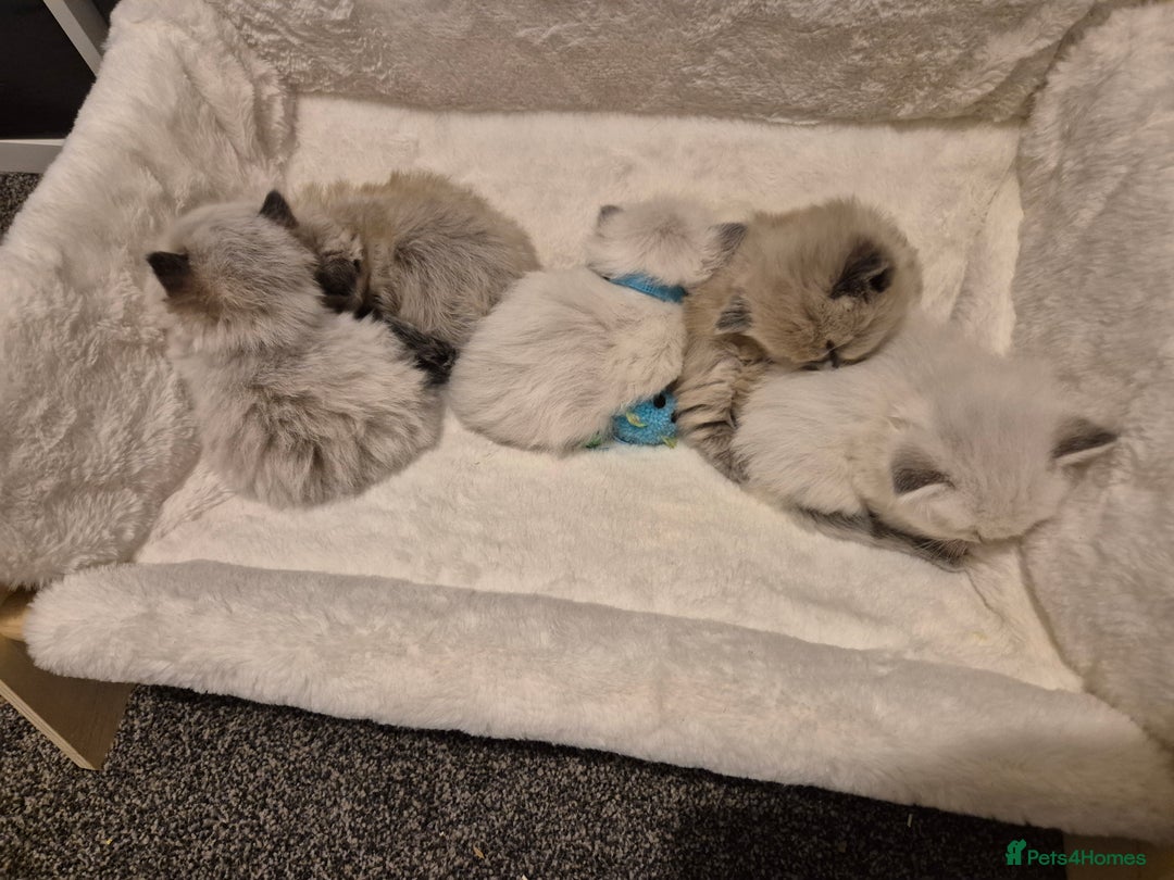 Ragdoll cats for sale: Beautiful ragdoll kittens  - Image 12