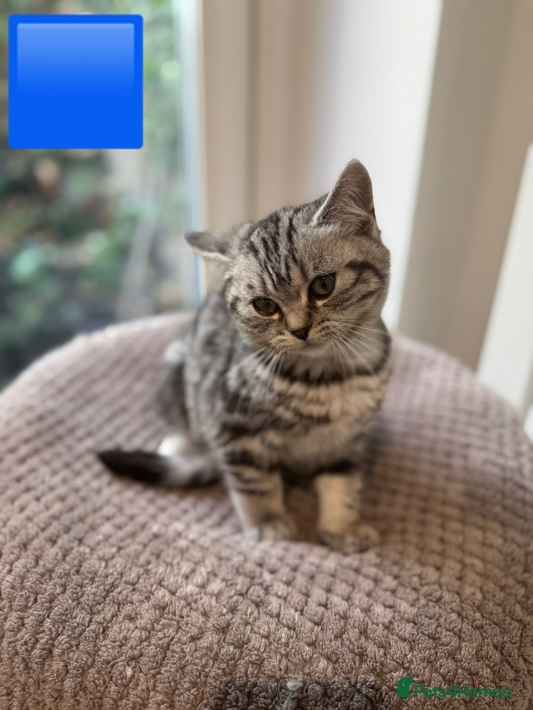 British Shorthair cats for sale: Beautiful registered British Shorthaired Kittens - Image 22
