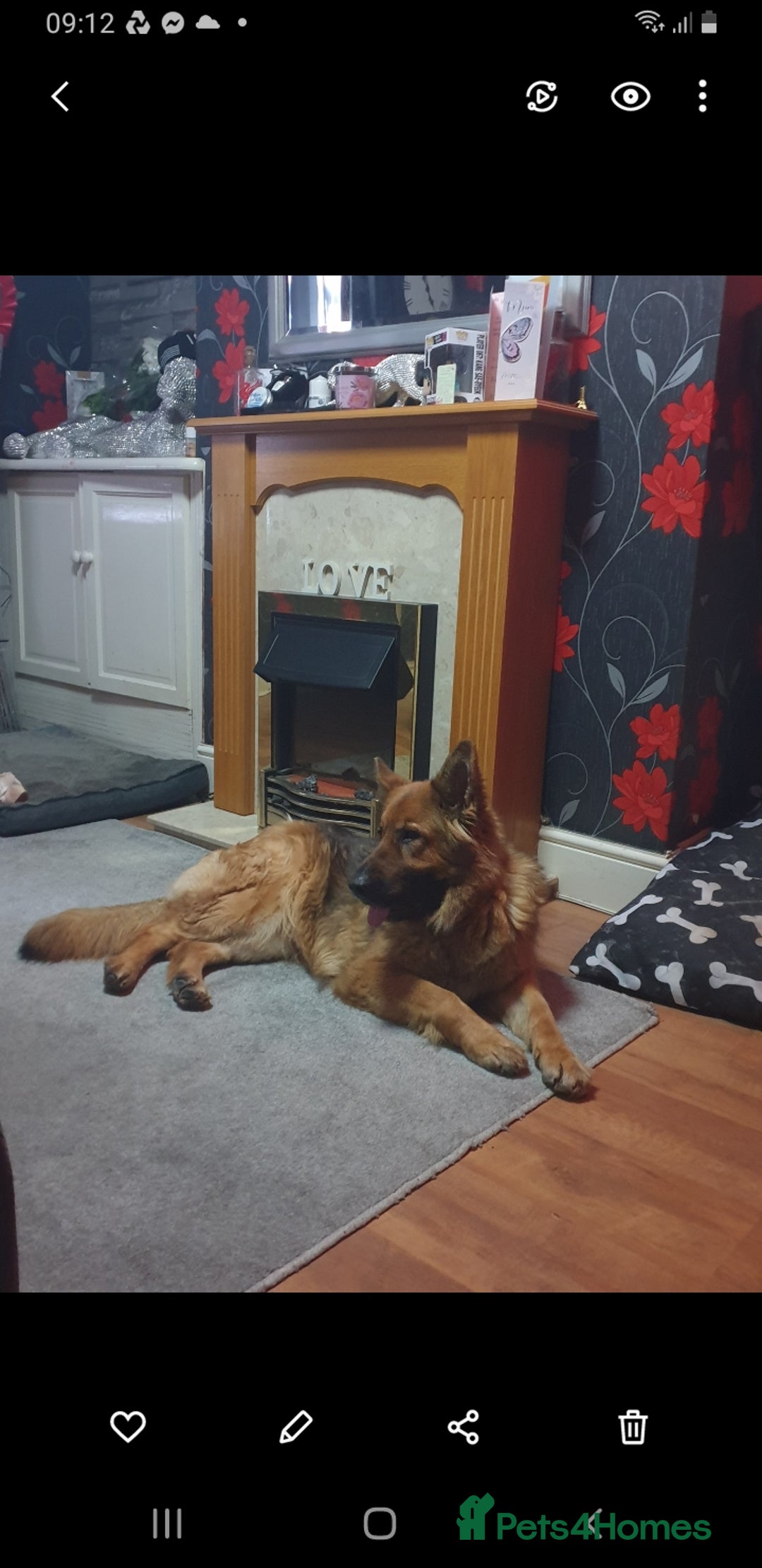 German Shepherd dogs for sale: FEMALE GERMAN SHEPHERD  - Advert 2