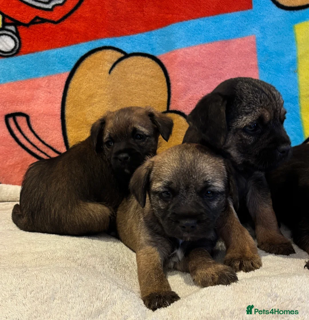 Border Terrier dogs for sale: Border terrier puppy’s ready now  - Advert 2