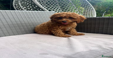 Cavapoo dogs - Advert 12