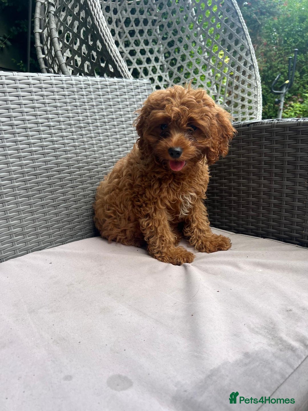 Cavapoo dogs for sale: Beautiful Cavapoo toy boy AVALIBLE! - Image 3