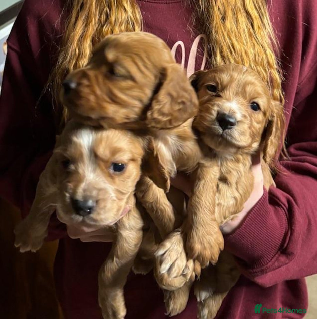 Cocker Spaniel dogs for sale: Adorable Cocker Spaniel Pups - Advert 1