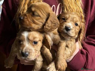 Cocker Spaniel dogs Adorable Cocker Spaniel Pups - Advert 4