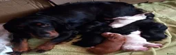 Cocker Spaniel dogs for sale: Beautiful Cocker spaniel puppies  - Advert 13