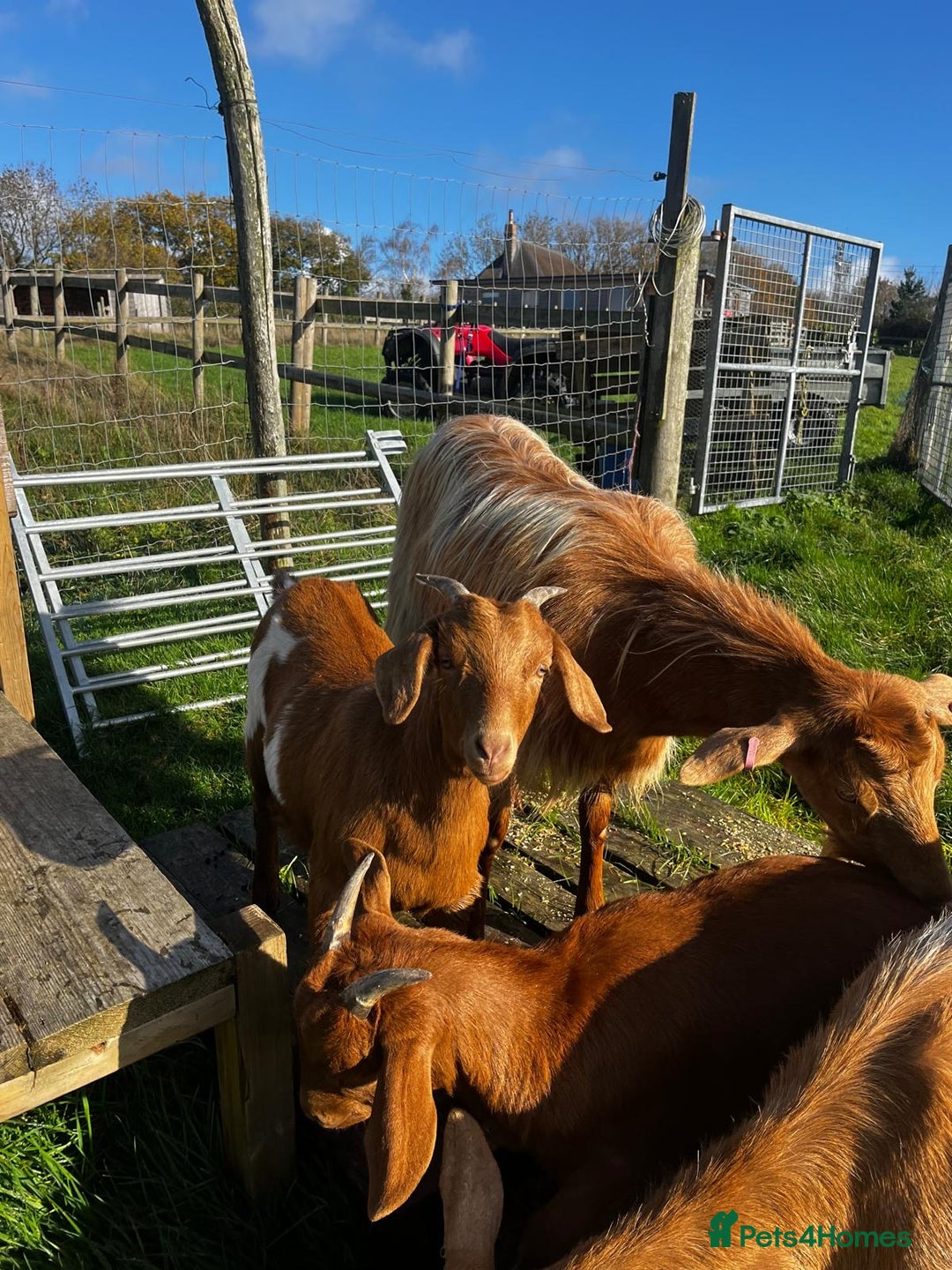 Goats livestock for sale: Family of Golden Guernsey goats - Advert 4