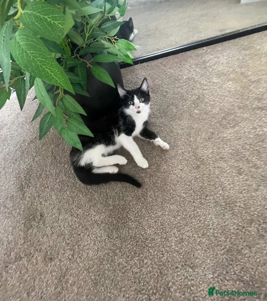 Mixed Breed cats for sale: Black white girl kitten last one available  - Advert 2