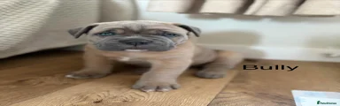Cane Corso Puppy 5