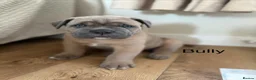 Cane Corso dogs for sale: Cane corso pups  in Dinas Powys - Advert 7