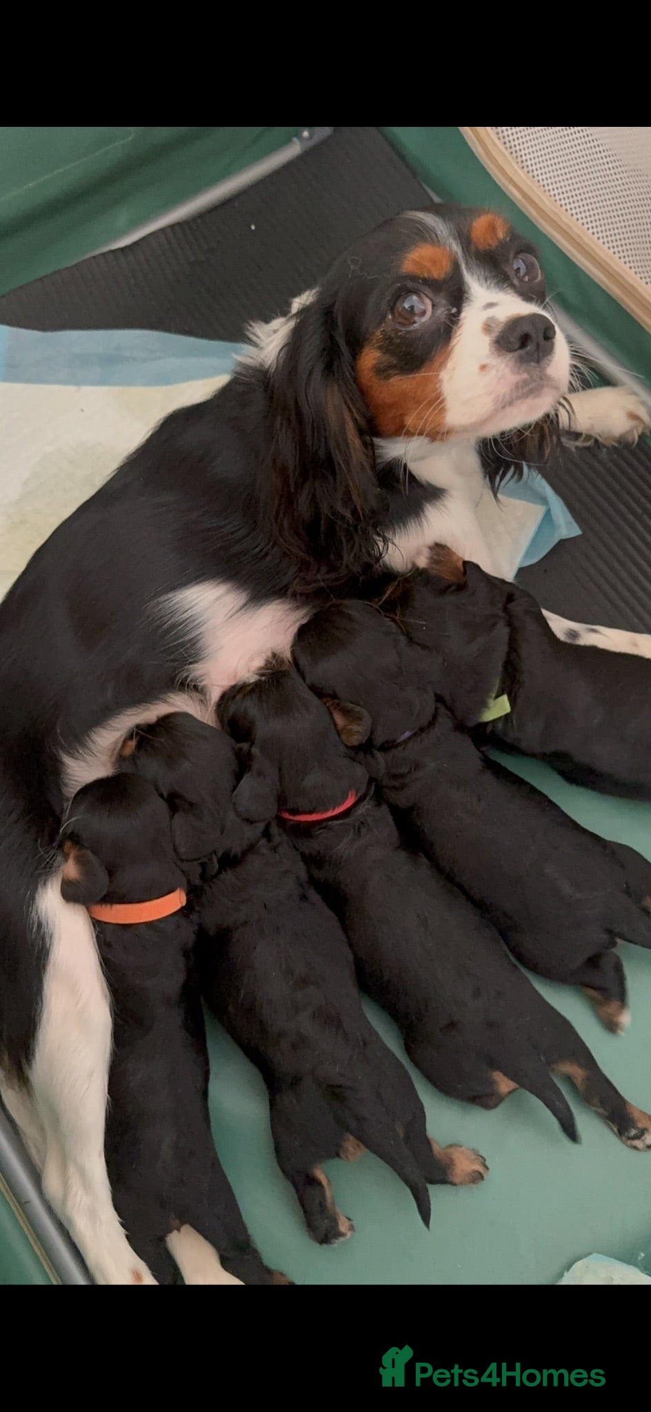 Cavalier King Charles Spaniel dogs Cavalier puppies for sale  - Advert 7