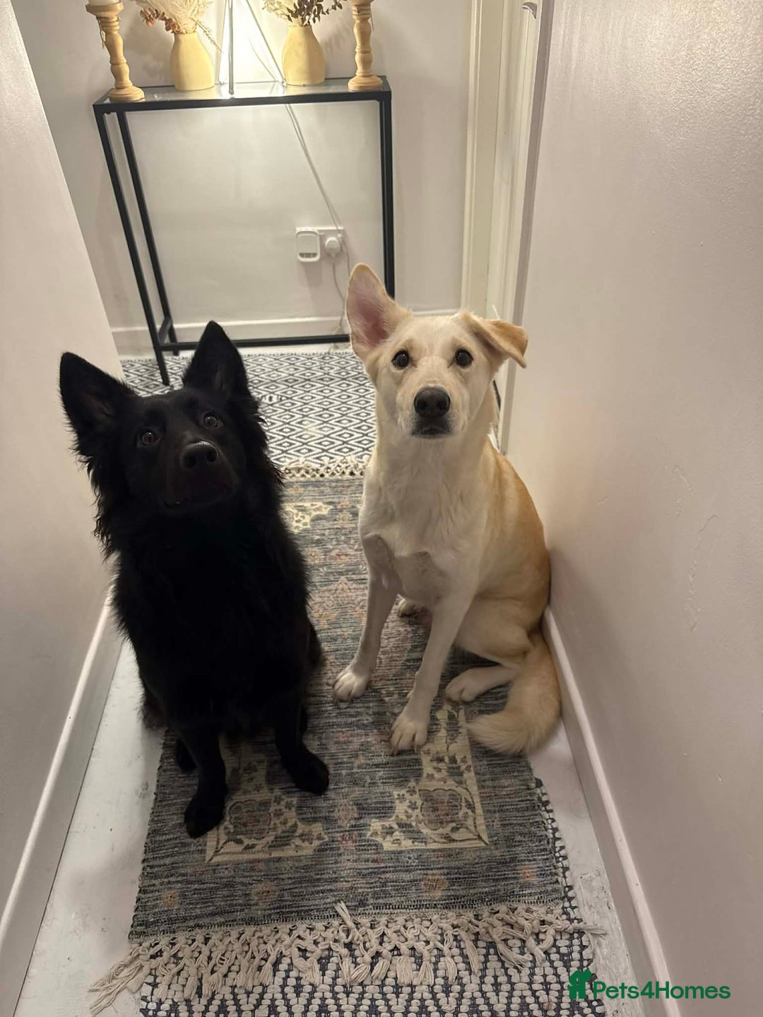 Mixed Breed dogs for sale: Gerhusky kelpie Labrador mix - Advert 27