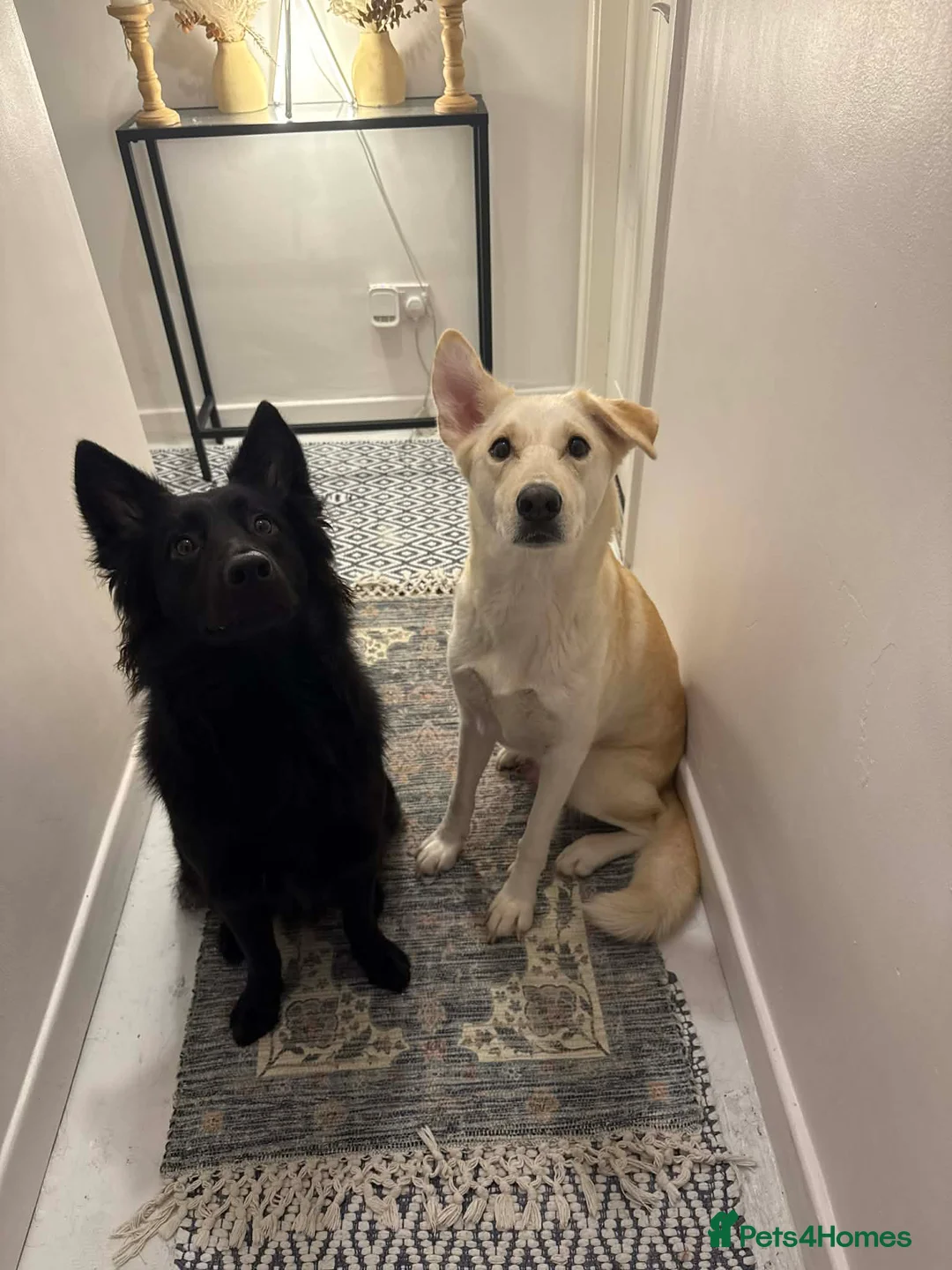 Mixed Breed dogs for sale: Gerhusky kelpie Labrador mix - Advert 27