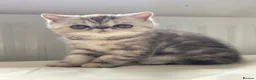 Exotic cats for sale: Gorgeous GCCF reg. kittens from Champions parents  - Advert 19