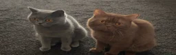 British Shorthair cats for sale: British Shorthairs  - Advert 2