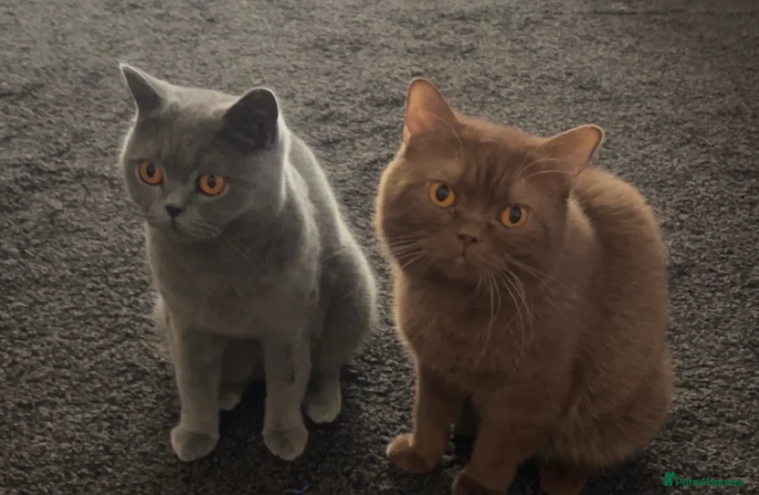 British Shorthair cats for sale: British Shorthairs  - Advert 2