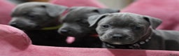 Staffordshire Bull Terrier dogs for sale: Ready now! Stunning Staffy Puppies 🐶 - Advert 8