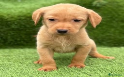 Labrador Retriever dogs for sale: Labrador pups  - Image 15