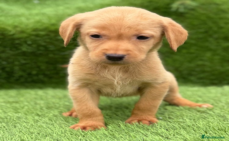 Labrador Retriever dogs - Advert 12