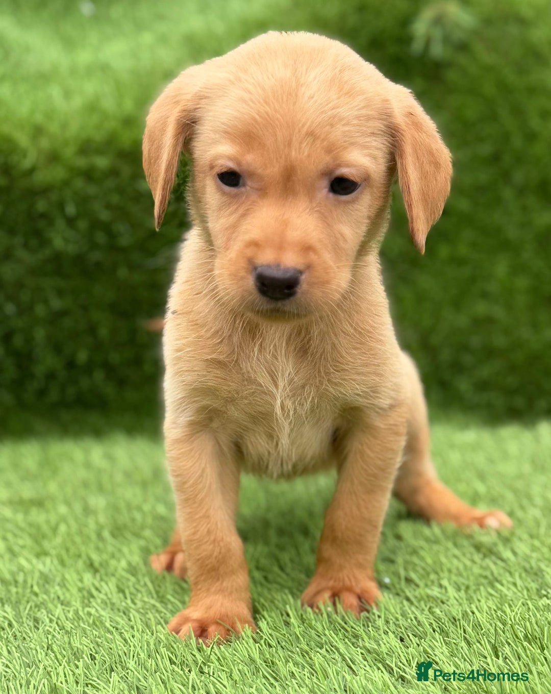 Labrador Retriever dogs for sale: Labrador pups  - Image 15
