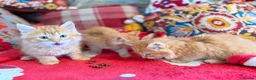 Persian cats for sale: BEAUTIFUL PERSIAN X KITTENS READY NOW - Advert 11