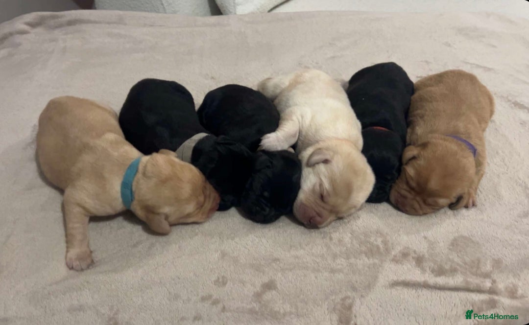 Labrador Retriever dogs for sale: Gorgeous Labrador puppies for sale  - Advert 13