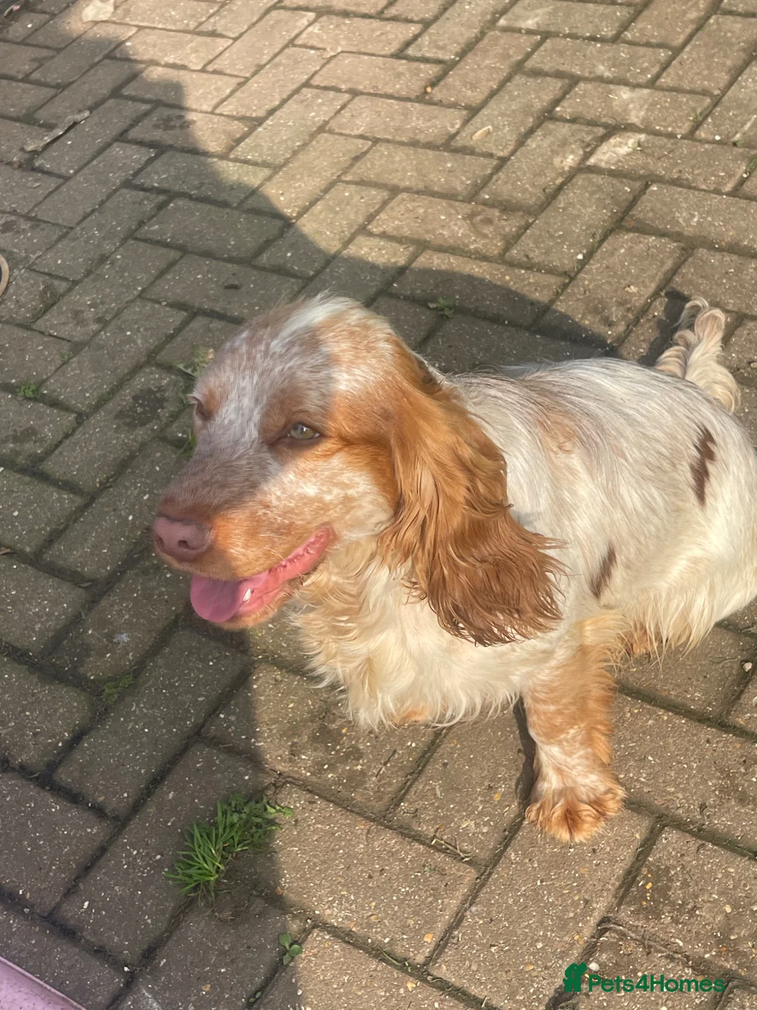 Cocker Spaniel dogs for stud: Stud dog cocker spaniel orange roan  - Advert 2