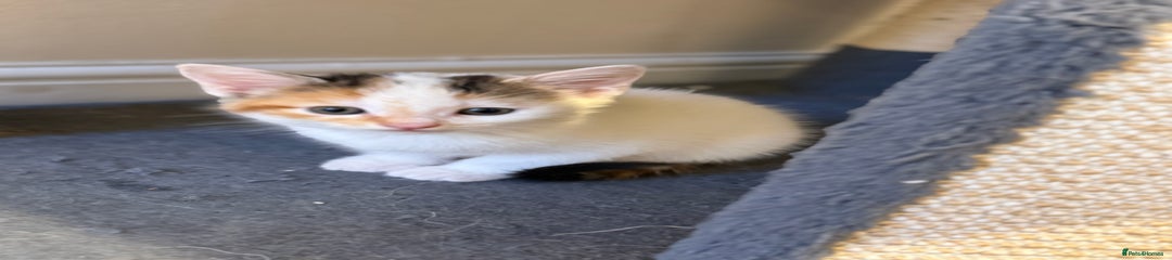 Maine Coon Kitten 2
