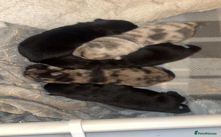 Chow Chow dogs Chow chow puppies for sale - Advert 4