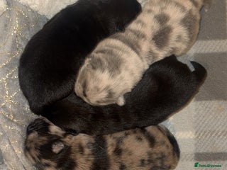 Chow Chow dogs Chow chow puppies for sale - Advert 1