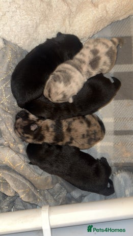 Chow Chow dogs Chow chow puppies for sale - Advert 1