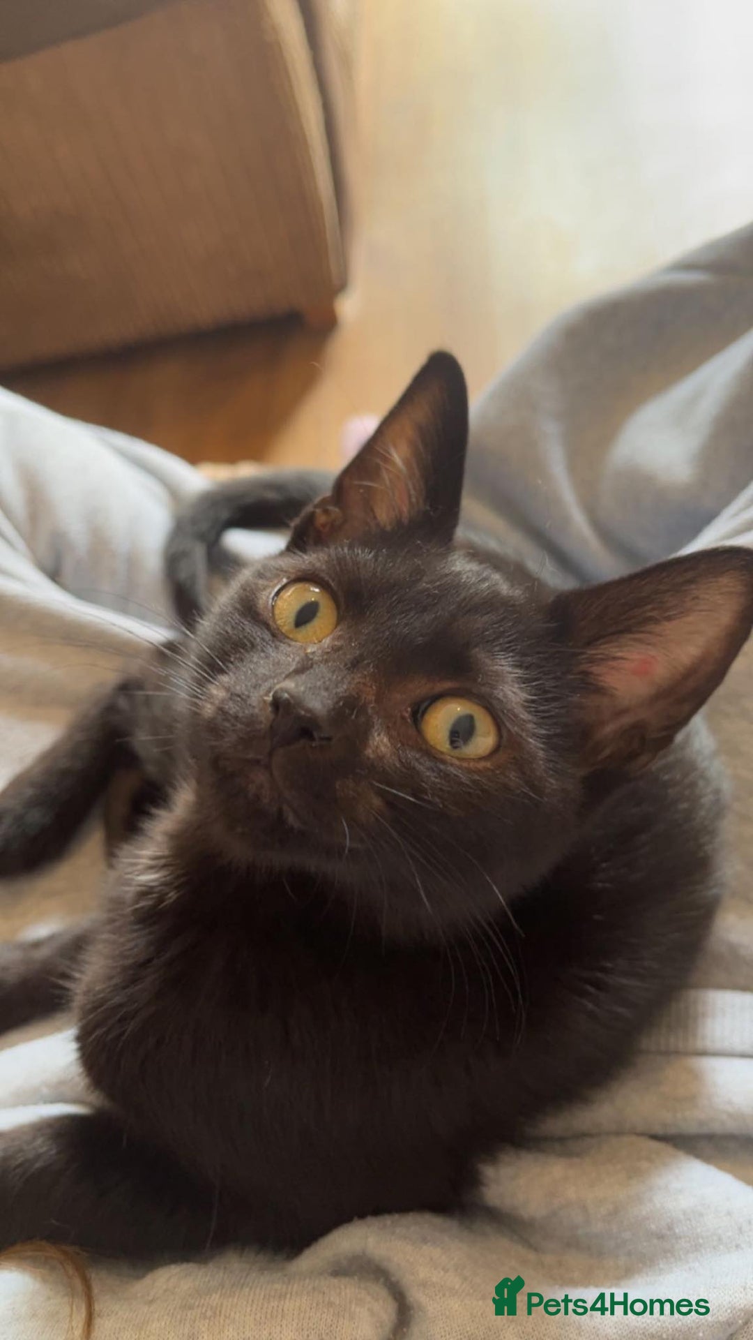 Mixed Breed cats for sale: Black/Black&White Kittens For Sale - Image 17