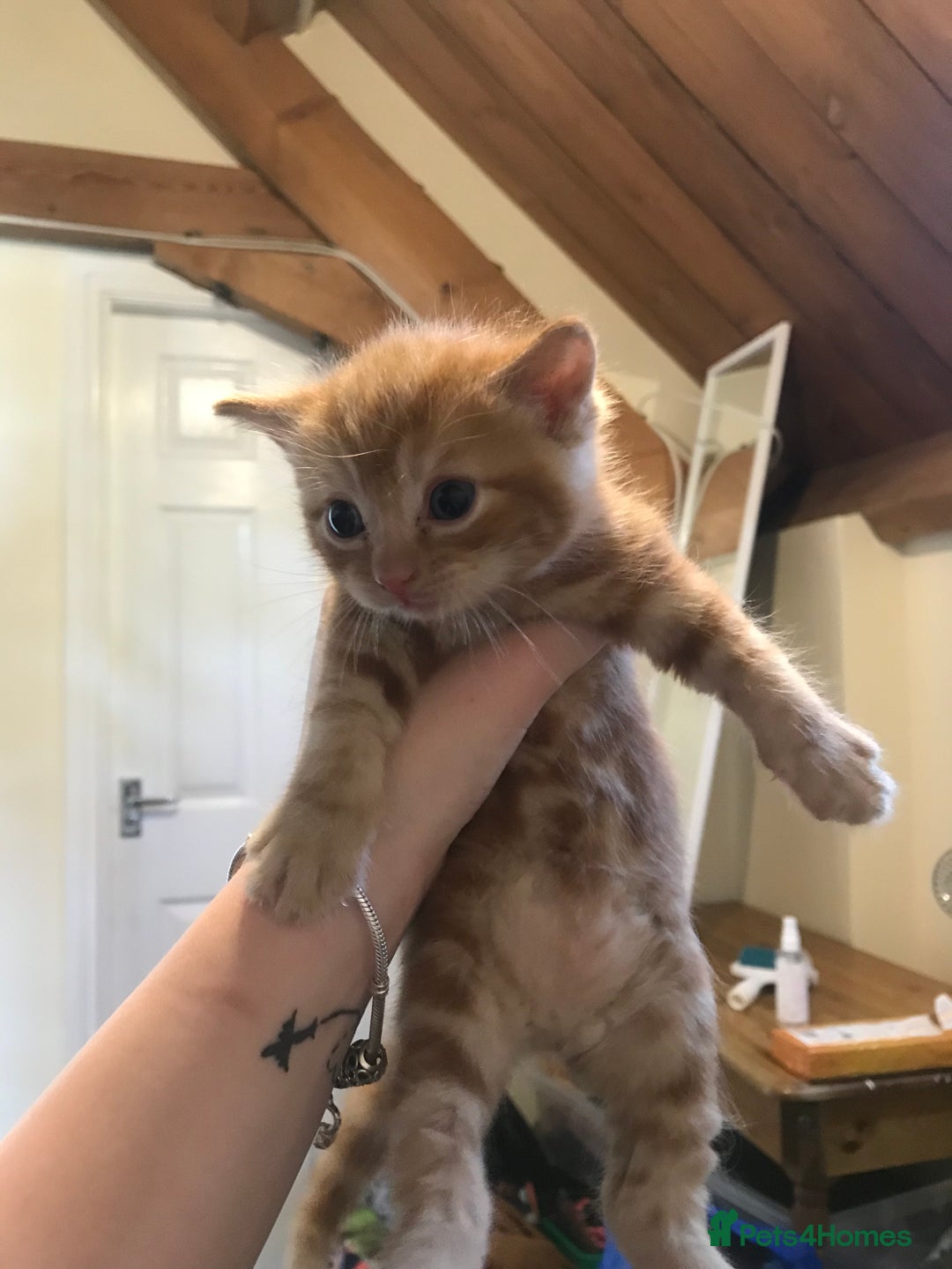 British Shorthair cats for sale: Looking for there forever homes  - Image 11