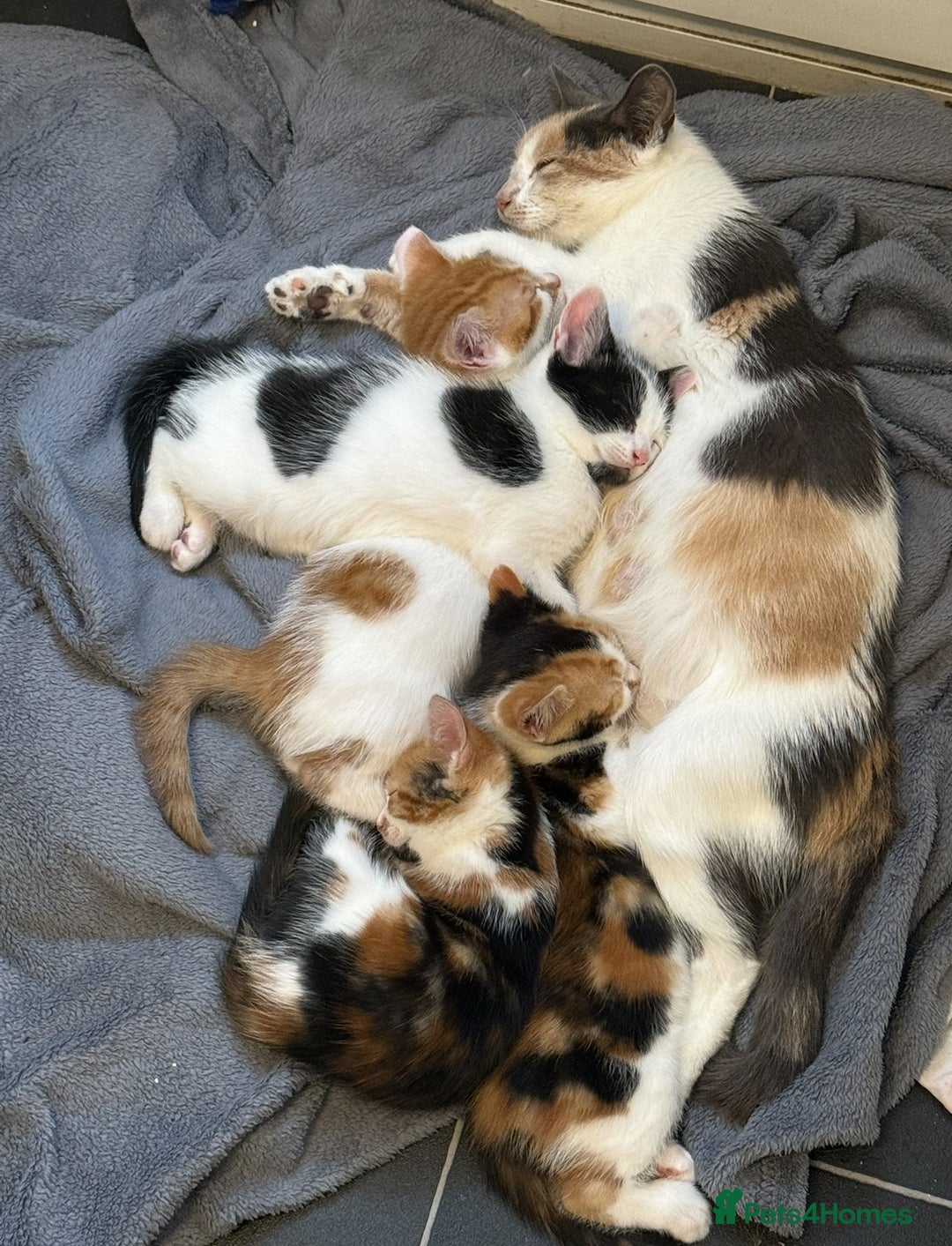 British Shorthair cats for sale: Calico female  - Image 1