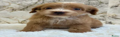 Cockapoo 7